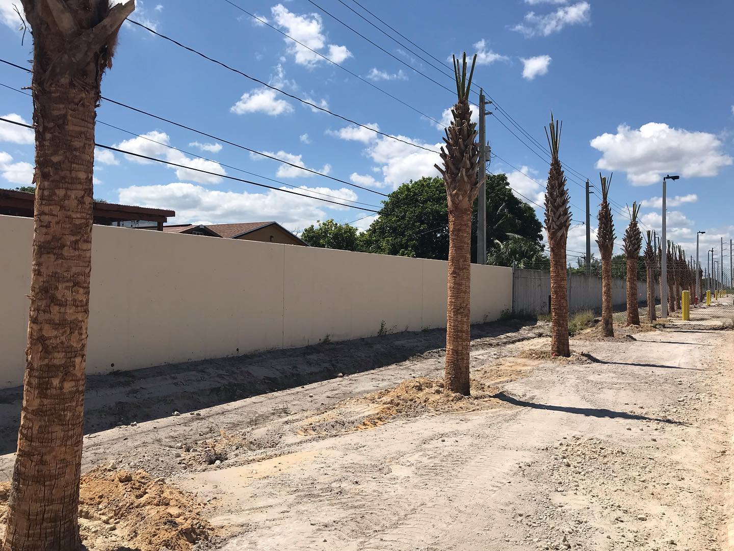 Palm trees planted in Annex Property 